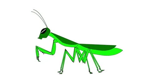 Mantis animation on white background Stock Footage 68815663