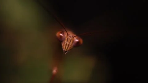 Mantis Antena Stock Footage 217438657