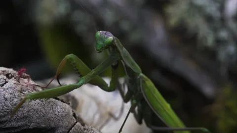 Mantis ascends log Video stock 171433174