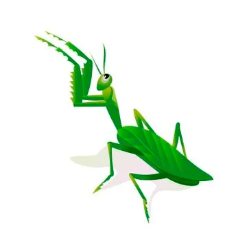 Mantis in an attacking pose Stock Illustration
