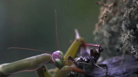 Mantis Attacks Grasshopper Video stock 171429514