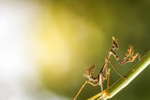 Mantis in beautiful magical background Stock Photos