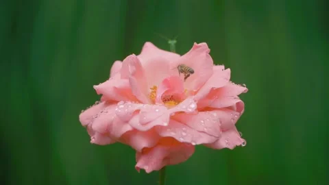 Mantis Bee Rose 動画素材 237431998