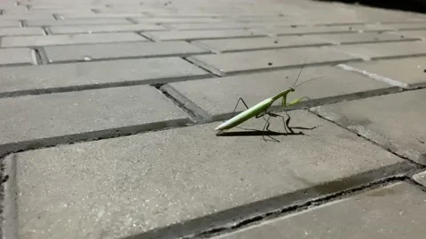 The mantis beetle crawls on the paving stones in the evening Stock Footage 143449535