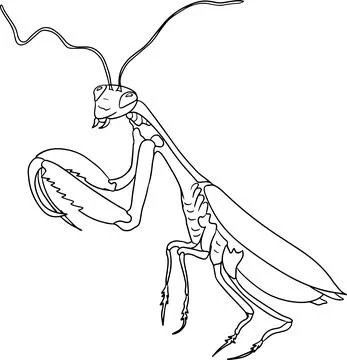 Mantis. Beetles coloring pages. Vector, hand drawn illustration. Stock Illustration