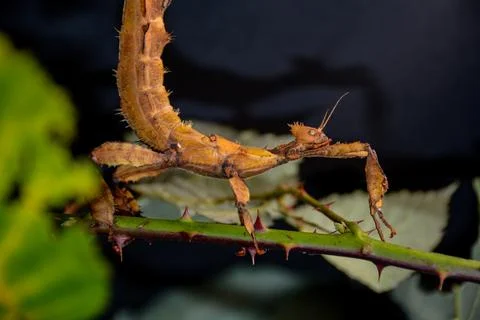 Mantis on blackberry stem Stock Photos
