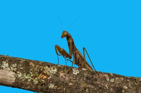 Mantis brown isolated on blue background. Stock Photos