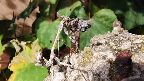 Mantis Capturing and Devouring a Fly. Macro Close up Stock Footage 254800279