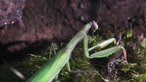 Mantis catches Grasshopper Video stock 171472122