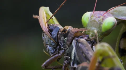Mantis chewing on Grasshopper Video stock 171440355