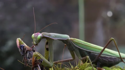 Mantis chewing on Grasshopper Video stock 171440581