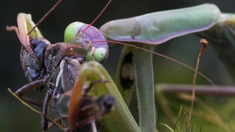 Mantis chewing on Grasshopper Video stock 171440686