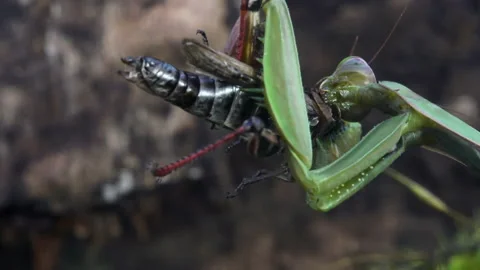 Mantis chewing on Grasshopper Video stock 171441497