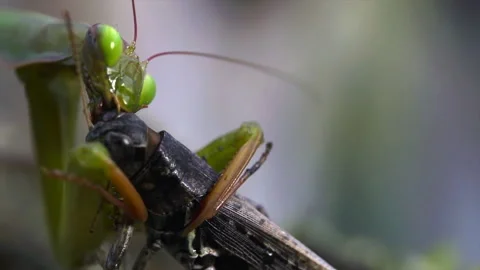 Mantis chewing on Grasshopper Video stock 171441853