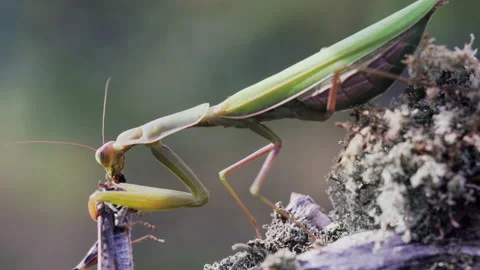 Mantis chewing on Grasshopper Video stock 171442414