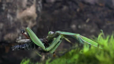 Mantis chewing on Grasshopper Video stock 171474102