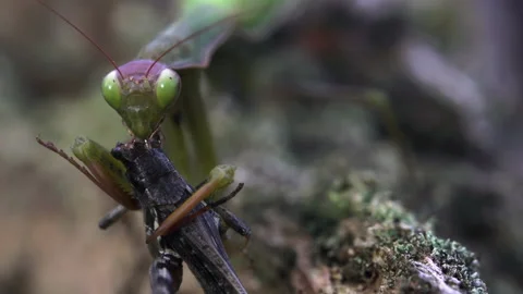 Mantis chewing on grasshoppers face Video stock 171437654