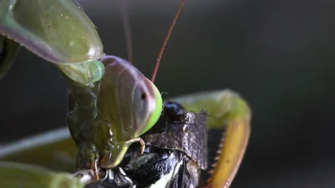 Mantis chewing off Grasshoppers leg Video stock 171442726