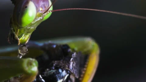 Mantis chewing on grasshoppers leg Video stock 171444361