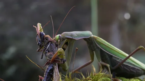 Mantis chewing on live grasshopper Video stock 171440827