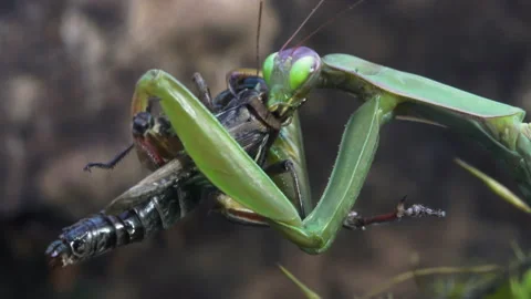 Mantis chewing on struggling Grasshopper Video stock 171441410