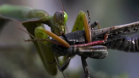 Mantis chewing on struggling Grasshopper Video stock 171441978