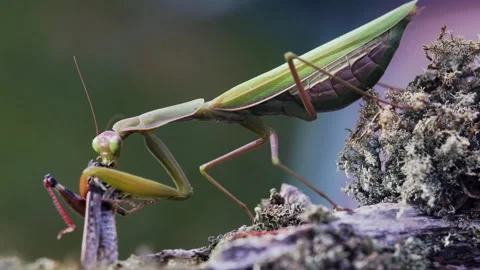 Mantis chewing on struggling grasshopper Video stock 171459362