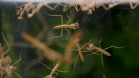 Mantis Child. Stock Footage 267943459