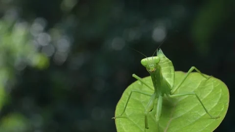 Mantis child Stock Footage 273766657