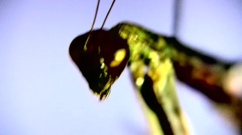 Mantis Claw 動画素材 1044926