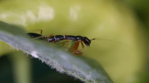 Mantis clean its leg Stock Footage 82909254