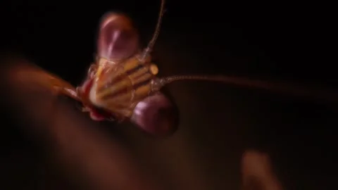 Mantis Clean up the leg Stock Footage 217438656