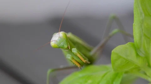 Mantis cleanes his legs Stock Footage 114618886