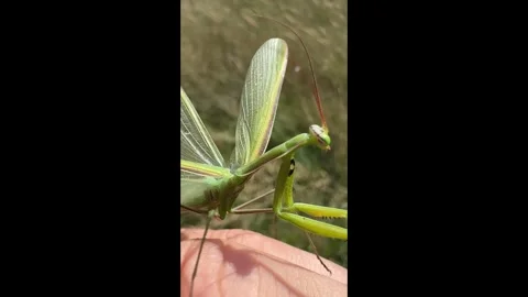 Mantis cleaning and chewing legs in macro perspective Stock Footage 310401726