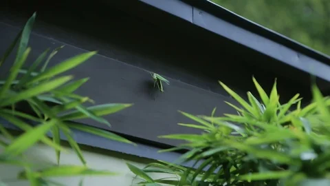 Mantis is cleaning body Stock Footage 125786051