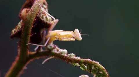 Mantis cleaning foreleg Stock Footage 58091883