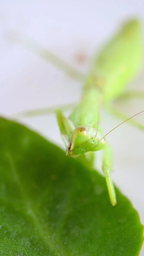Mantis cleaning itself close up at vertical composition Stock Footage 254174130