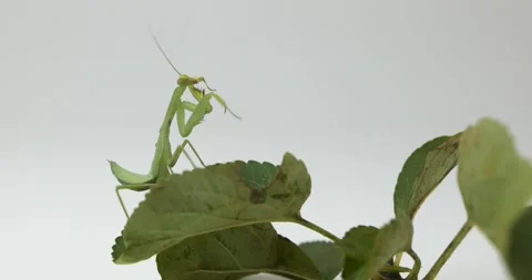 Mantis cleans foot Stock Footage 160719631