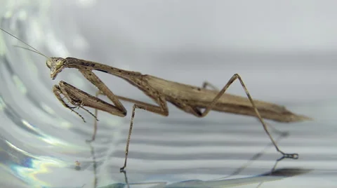 Mantis cleans his paws Video stock 44432491