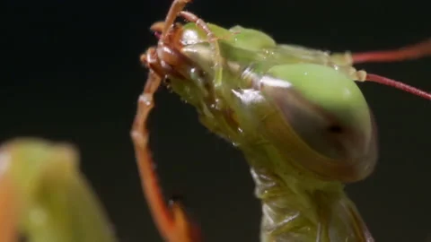 Mantis Cleans Leg Stock Footage 171432294