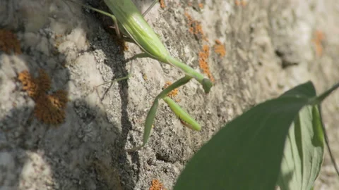 Mantis climbs from stone to bush, close-up Stock Footage 99479020