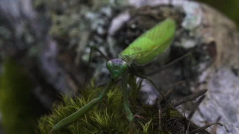 Mantis climbs towards you Video stock 171433083
