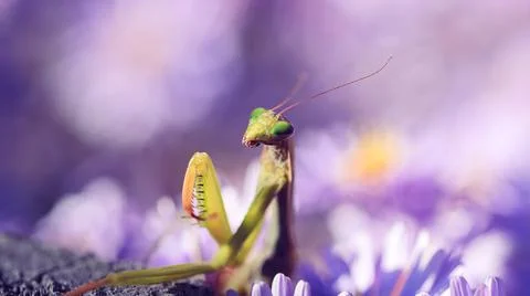 Mantis close-up at the flowers background Stock Photos