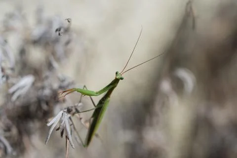 Mantis, close up on a light background natural Stock Photos