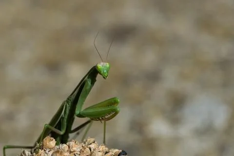 Mantis, close up on a light background natural Stock Photos