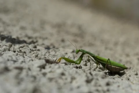Mantis, close up on a light background natural Stock Photos