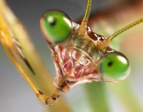 Mantis up close Stock Photos