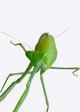 MANTIS CLOSE UP. Foto stock