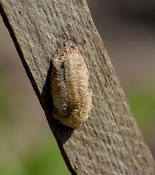 Mantis cocoon on a board. Stock Photos