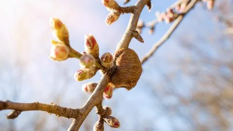 Mantis cocoon Stock Photos